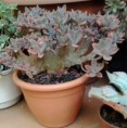 /album/mis-adquisiciones/a2013-08-16-09-44-07-copia-jpg1/